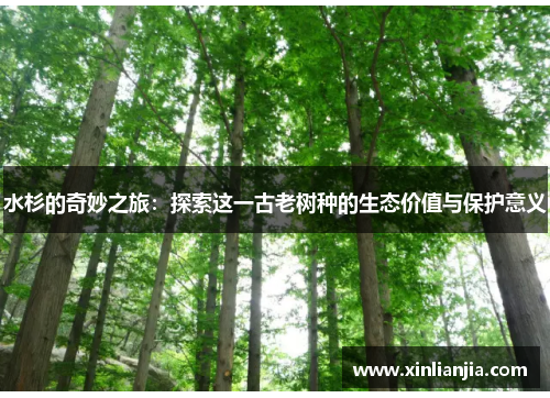 水杉的奇妙之旅：探索这一古老树种的生态价值与保护意义